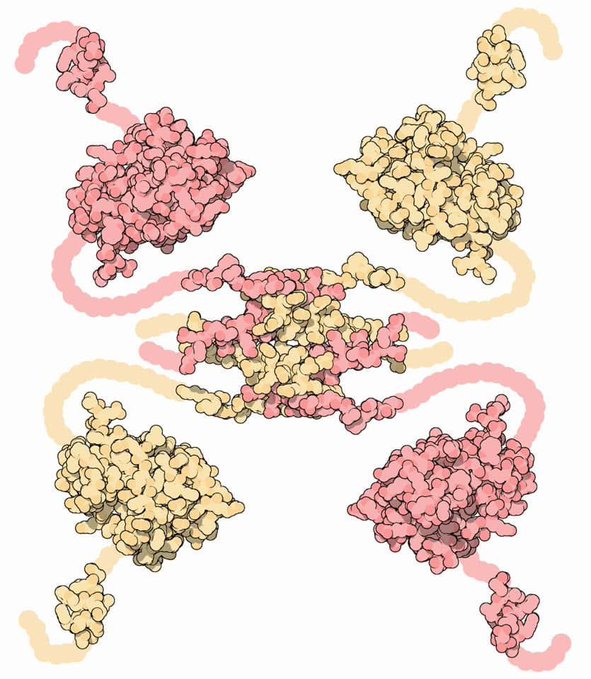 p53 anti-aging protein