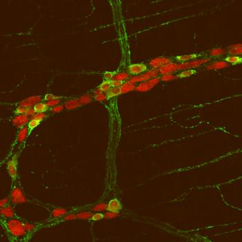 Nerve Cells in Gut