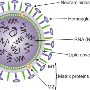 diagram of an influenza virus