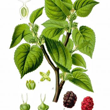 Mulberries for COVID-19