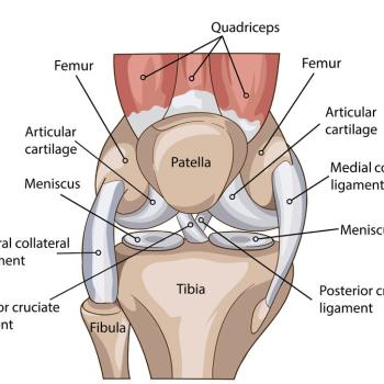 anatomy of the knee